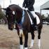 Region 3 Dressage Finals